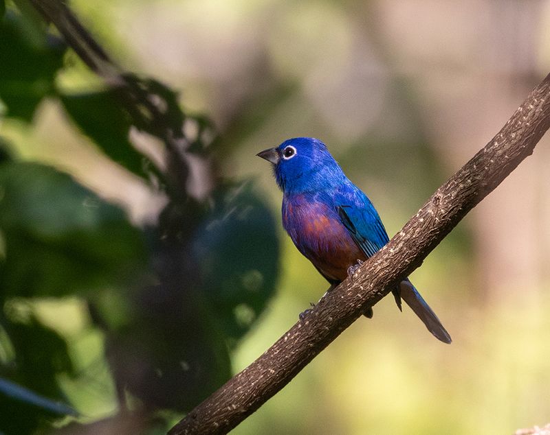 Rose-bellied Bunting