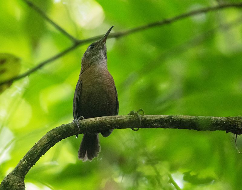 Sumichrasts Wren