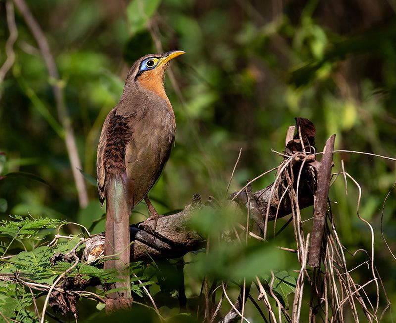 Lesser Ground-Cuckoo