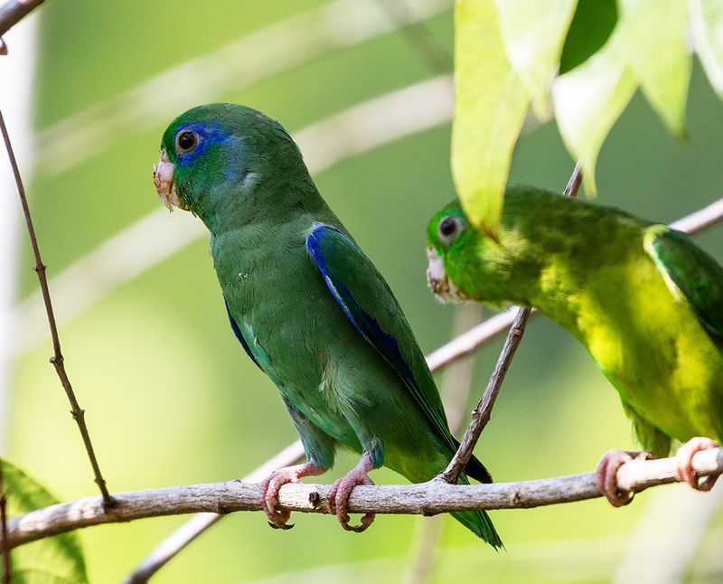 Spectacled Parrotlet