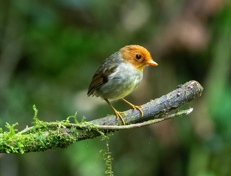 Hooded Antpitta