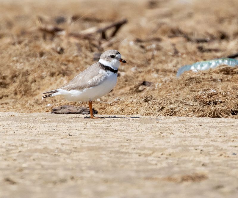 Piping Plover