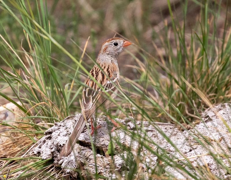 Field Sparrow