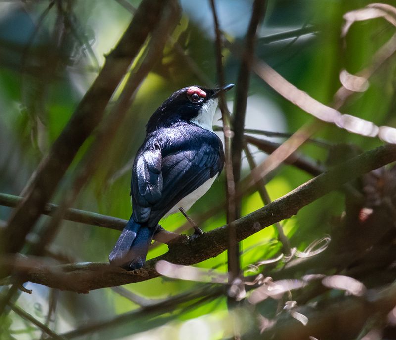 Black-throated Wattle-eye