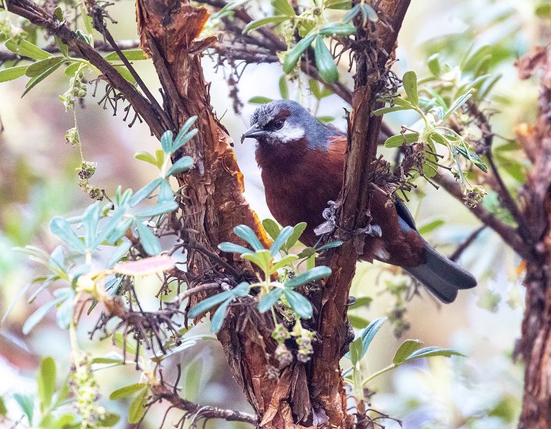 Giant Conebill