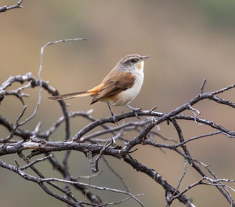 Creamy-breasted Canastero