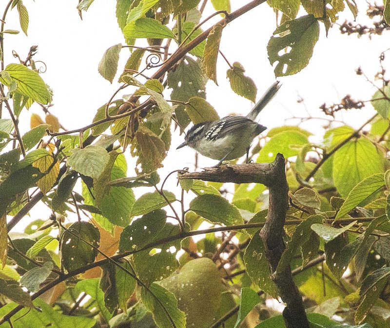 Creamy-bellied Antwren