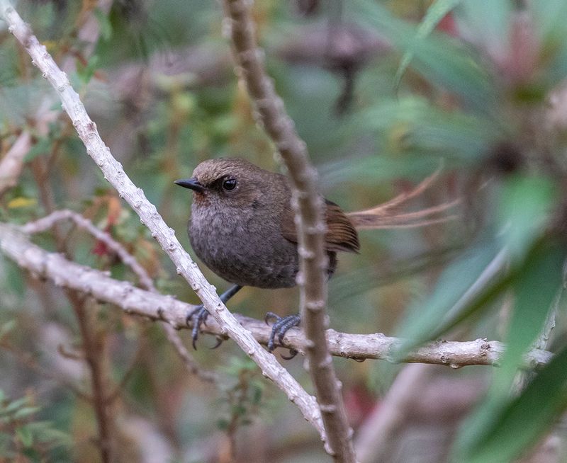 Ayacucho Thistletail