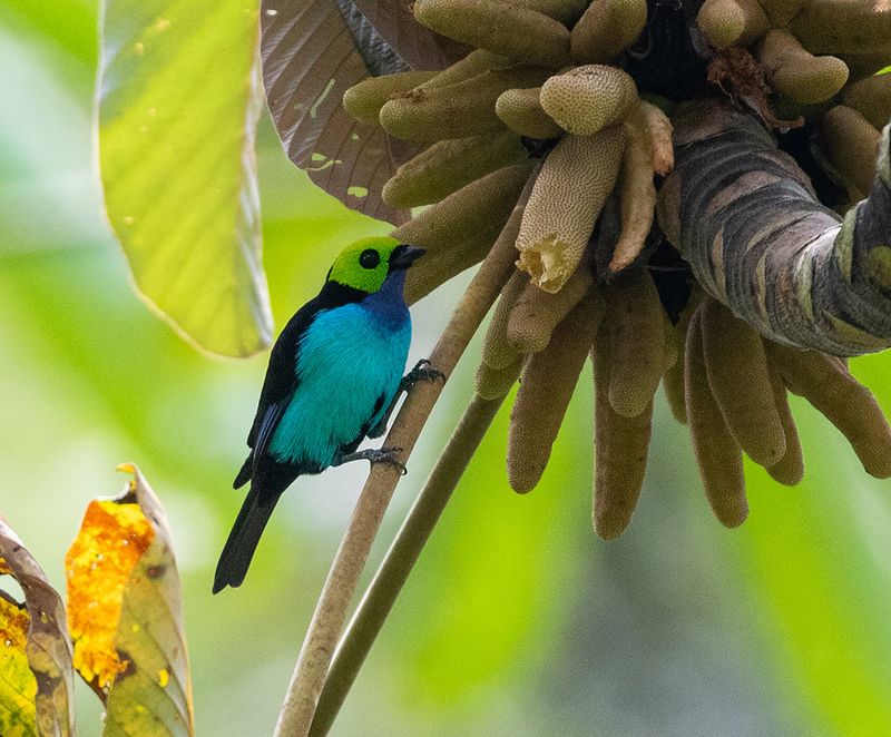 Paradise Tanager