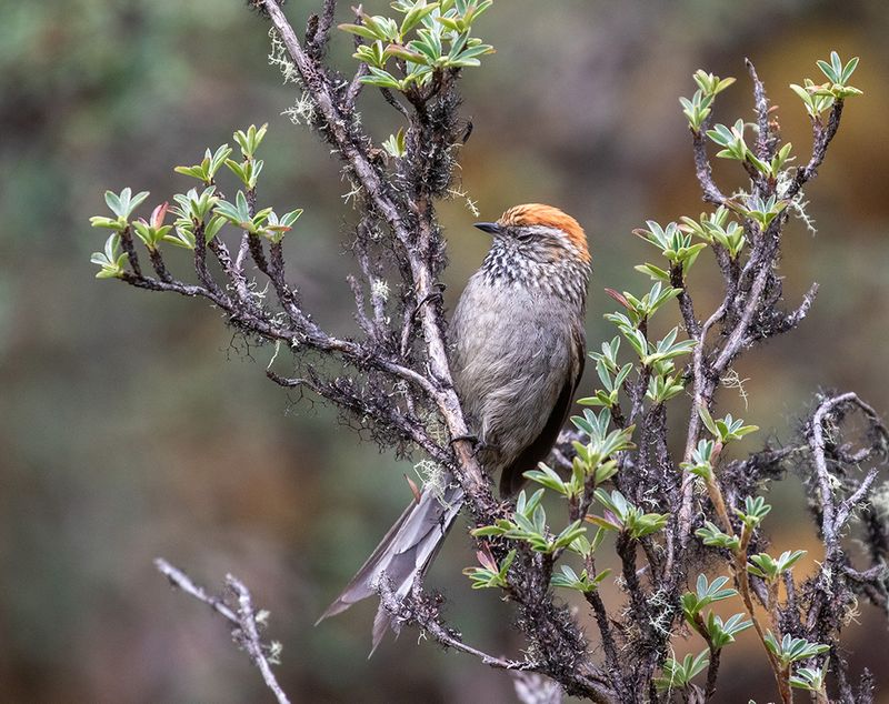 White-browed Tit-Spinetail