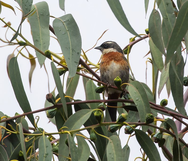 Chestnut-breasted Mountain Finch