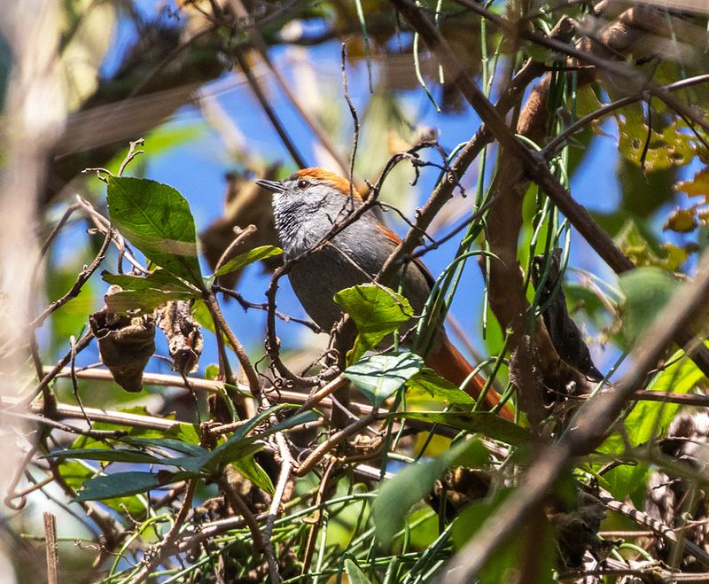 Mantaro Spinetail