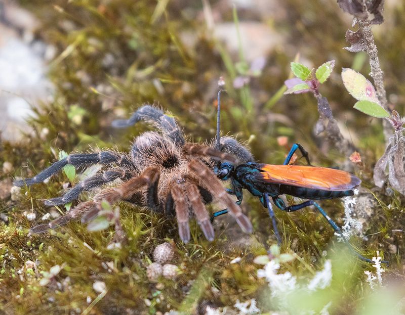 Pepsis Wasp and Tarantula