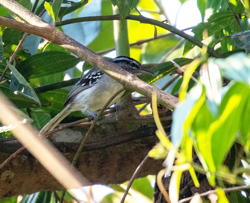 Inambari-Tambopata Antwren