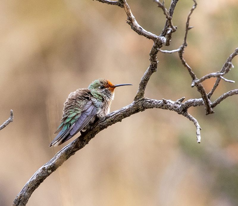Green-headed Hillstar