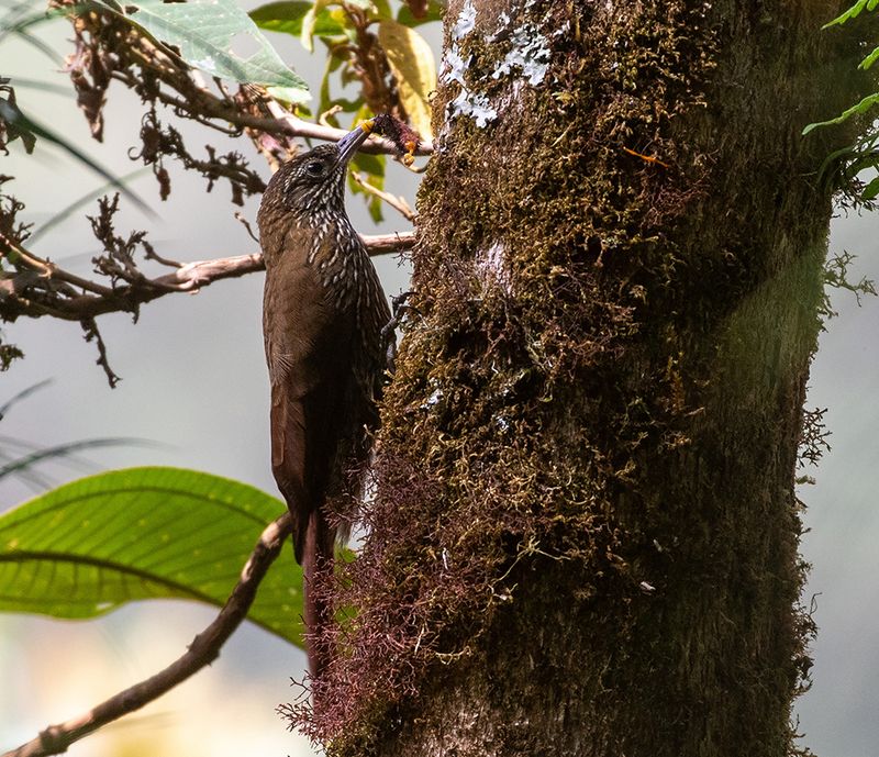 Montane Woodcreeper