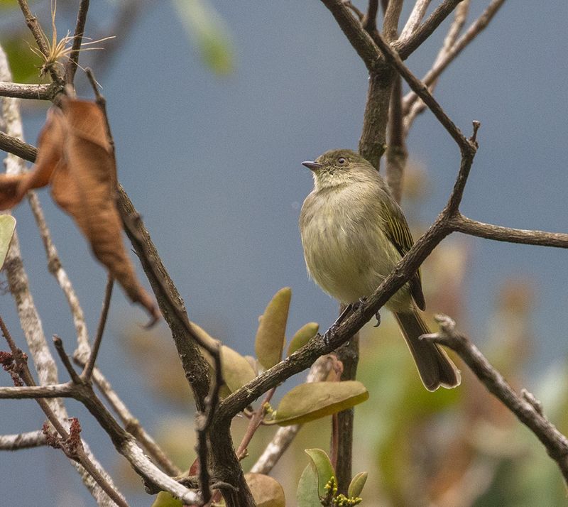 Bolivian Tyrannulet