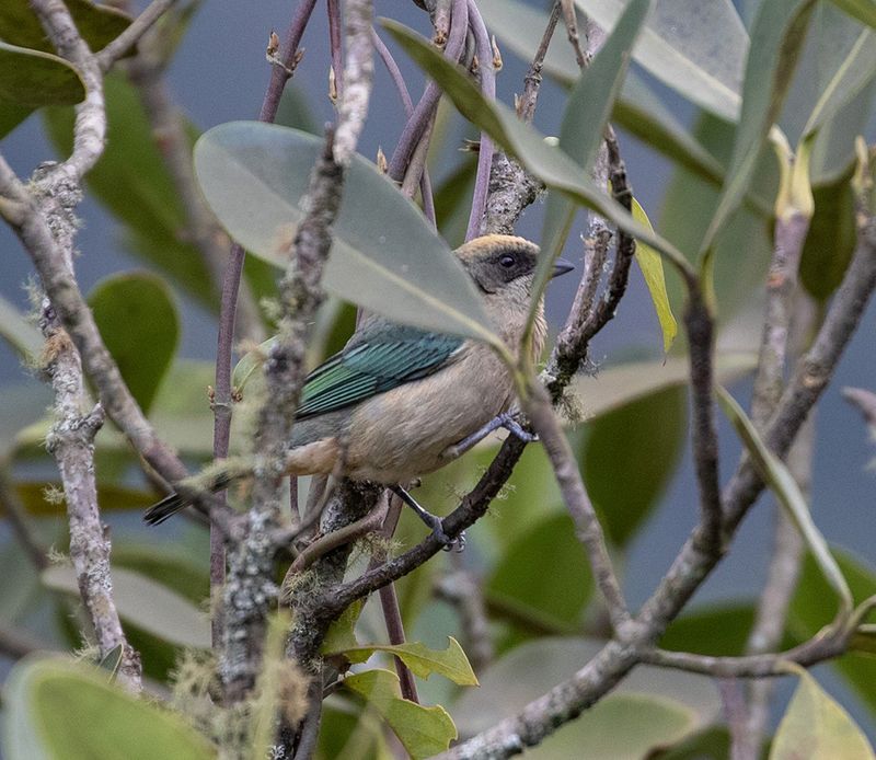 Green-capped Tanager