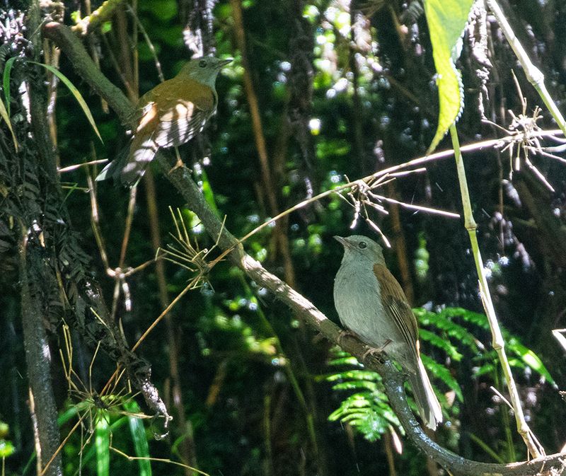 Andean Solitaire