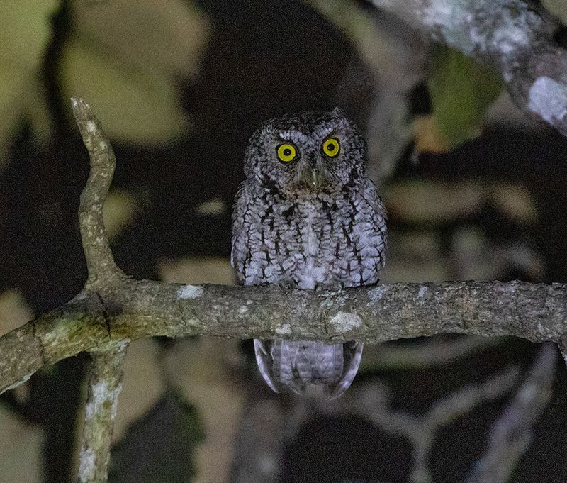 Whiskered Screech-Owl