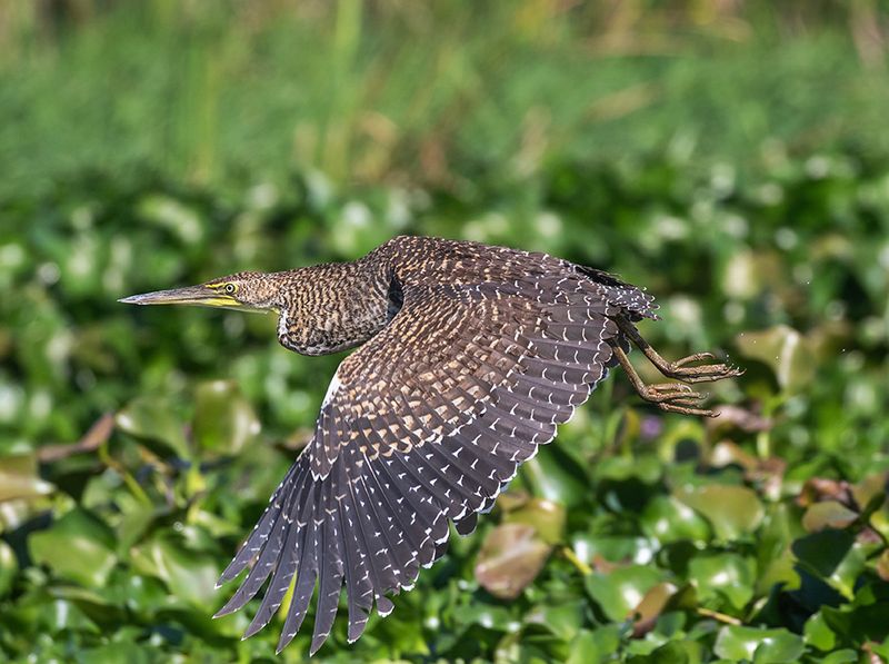 Bare-throated Tiger-Heron