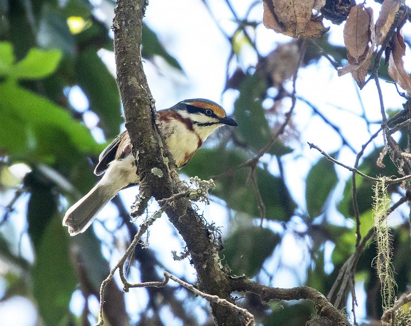 Chestnut-sided Shrike-Vireo