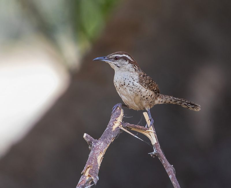 Spotted Wren