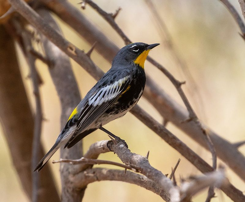 Audubons Warbler 
