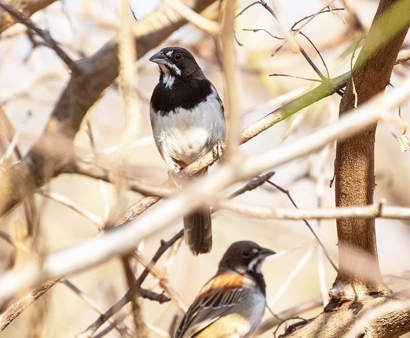 Black-chested Sparrow