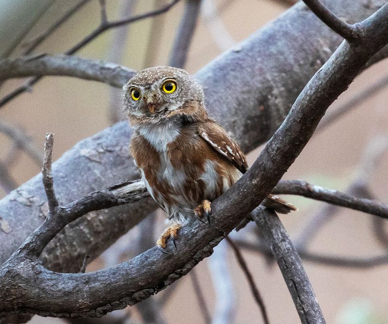 Colima Pygmy-Owl