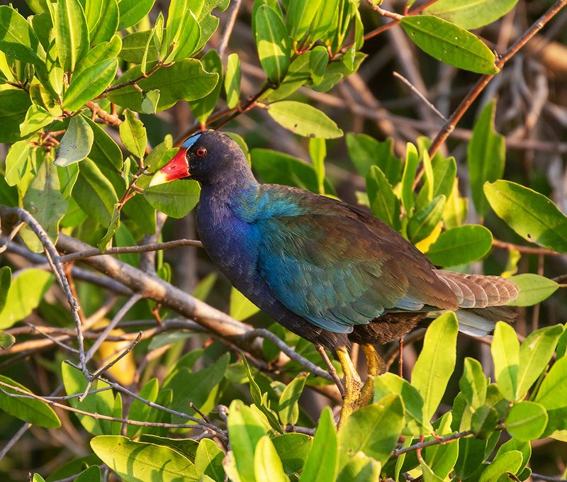 Purple Gallinule