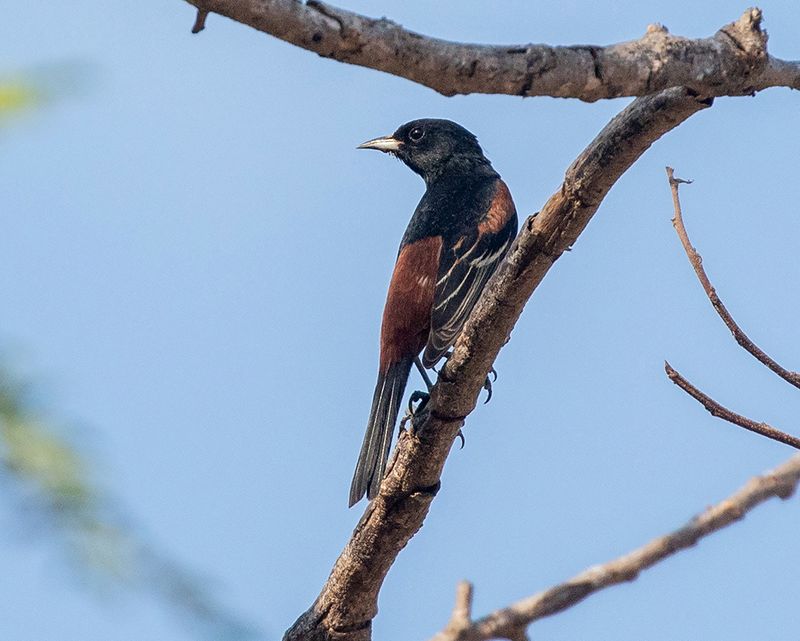 Orchard Oriole