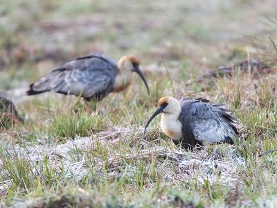 Buff-necked Ibis