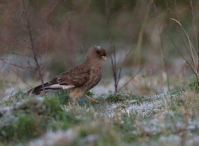 Chimango Caracara