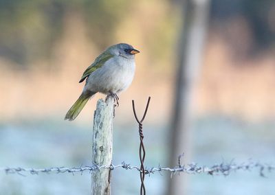 Great Pampa-Finch