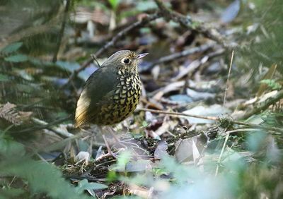 Speckle-breasted Antpitta