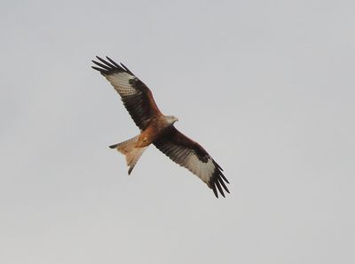 Red Kite