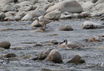 Ibisbill