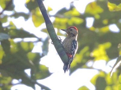 Fulvous-breasted Woodpecker