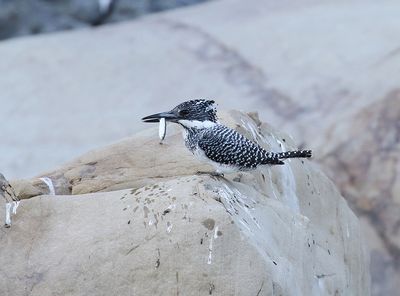 Crested Kingfisher