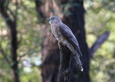 Common Hawk-Cuckoo