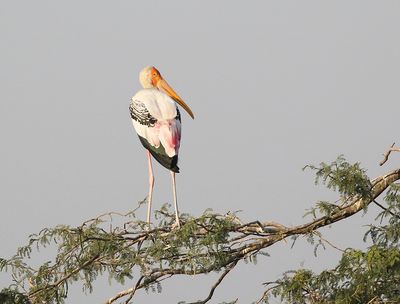 Painted Stork