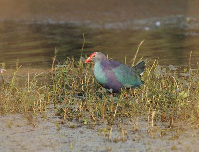 Grey-headed Swamphen
