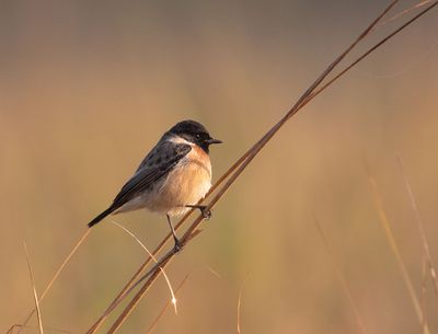 Siberian Stonechat 