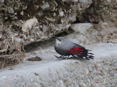 Wallcreeper