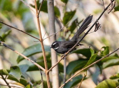 White-throated Fantail