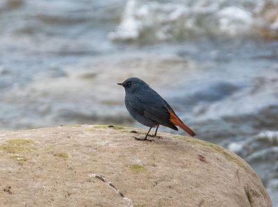 Plumbeous Water Redstart