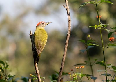 Streak-throated Woodpecker