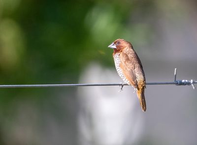 Scaly-breasted Munia