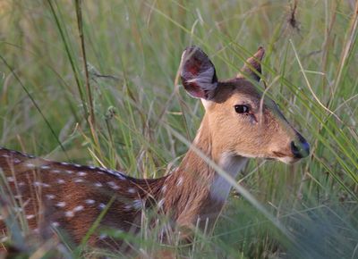 Chital